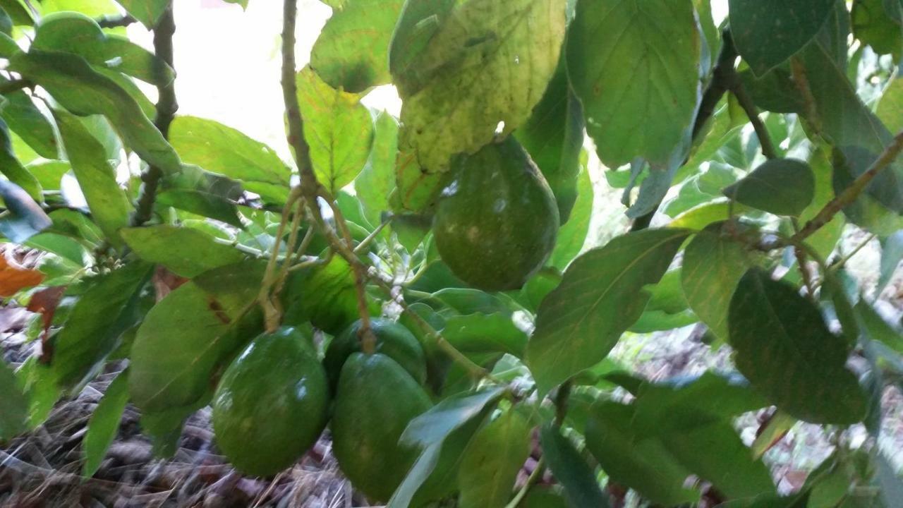 Vv - Casa Clary -Finca Medina Alojera Ngoại thất bức ảnh